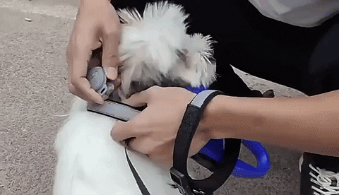 Canivibe - GPS-Tracker für Hunde und Pro Plus Aktivitätsverfolgung